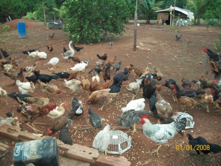 criação de aves soltas no quintal